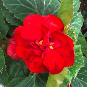 Meet your Posher, Linda